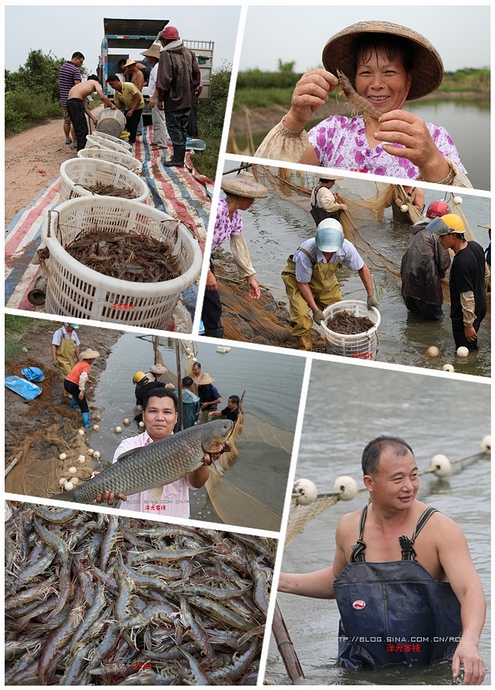 【實拍】廣州南沙生態(tài)養(yǎng)蝦喜獲豐收