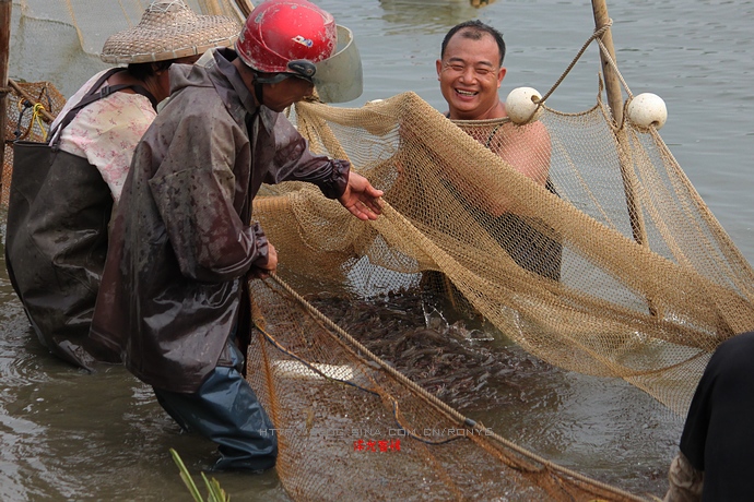 【實拍】廣州南沙生態(tài)養(yǎng)蝦喜獲豐收