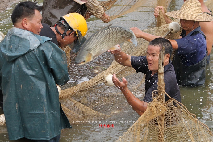 【實拍】廣州南沙生態(tài)養(yǎng)蝦喜獲豐收