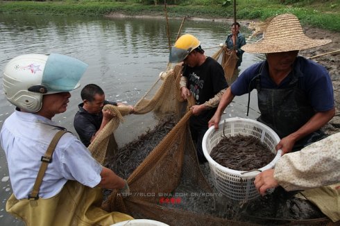 【實拍】廣州南沙生態(tài)養(yǎng)蝦喜獲豐收