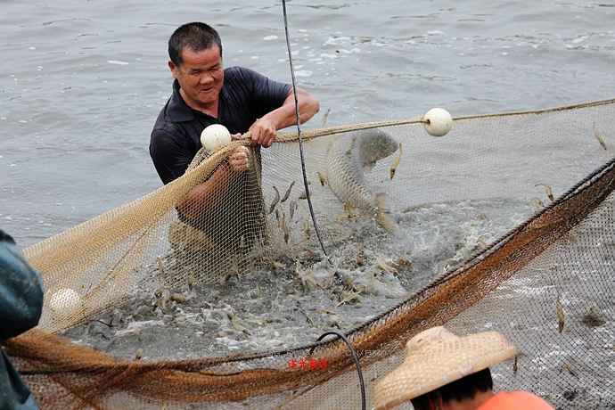 【實拍】廣州南沙生態(tài)養(yǎng)蝦喜獲豐收