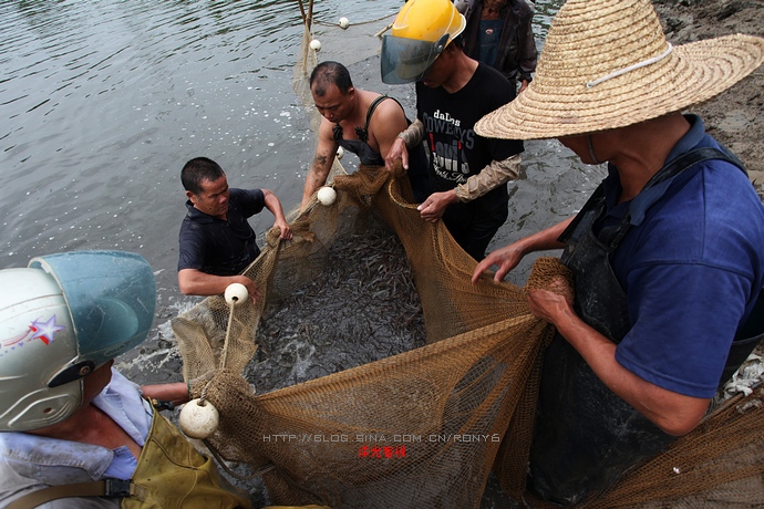 【實拍】廣州南沙生態(tài)養(yǎng)蝦喜獲豐收