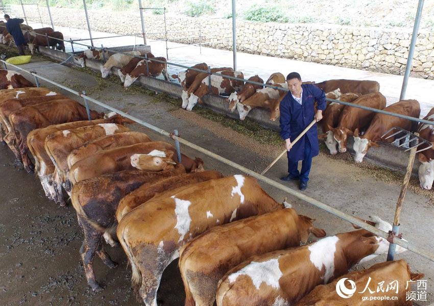 8月10日，在廣西柳州市融安縣泗頂鎮(zhèn)弘康生態(tài)養(yǎng)殖場，工作人員在喂養(yǎng)“西門塔爾”牛。（譚凱興-攝）
