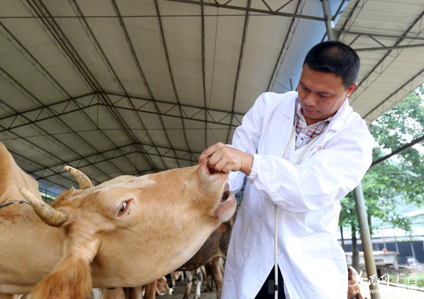8月10日，在廣西柳州市融安縣泗頂鎮(zhèn)弘康生態(tài)養(yǎng)殖場，技術員丁善勇在檢查牛的健康狀況。（譚凱興-攝）