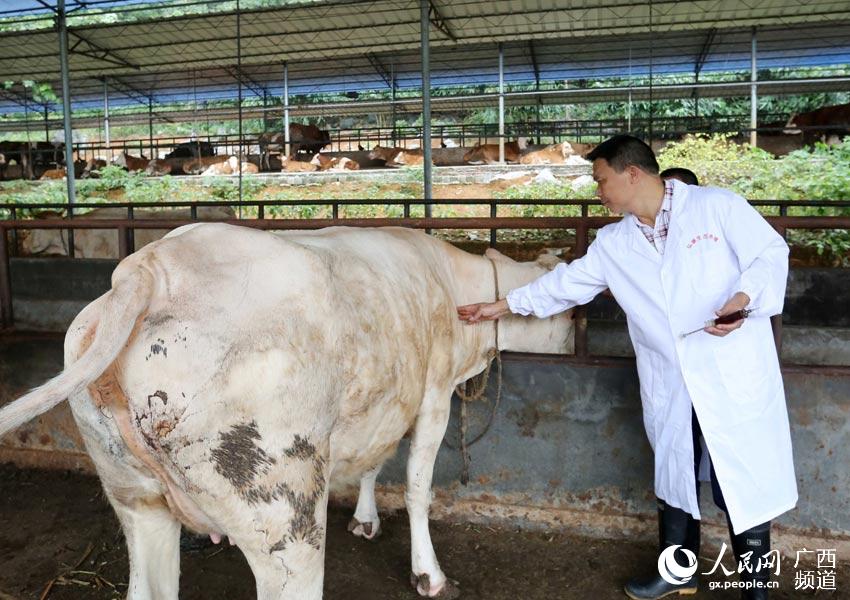 8月10日，在廣西柳州市融安縣泗頂鎮(zhèn)弘康生態(tài)養(yǎng)殖場，技術員丁善勇在給牛打防疫針。（譚凱興-攝）