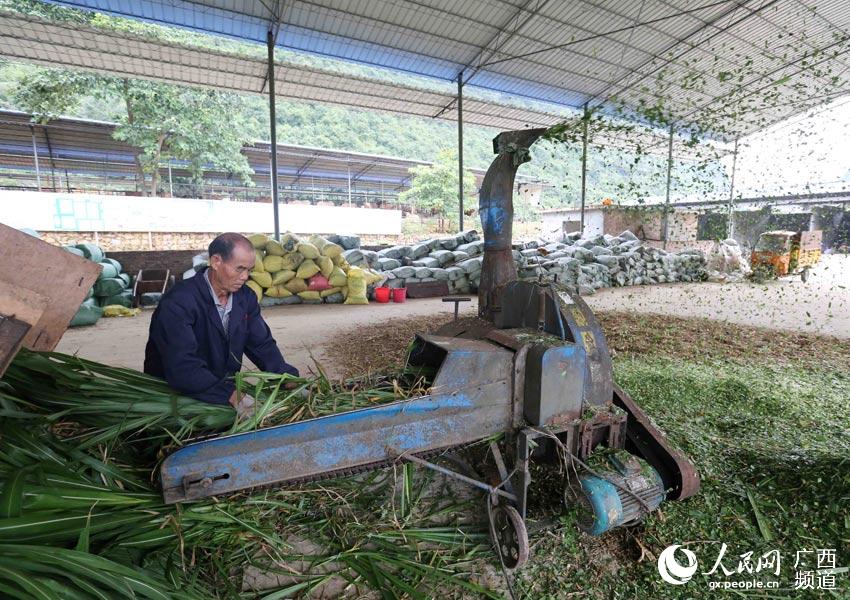 8月10日，在廣西柳州市融安縣泗頂鎮(zhèn)弘康生態(tài)養(yǎng)殖場，工作人員在制作青飼料。（譚凱興-攝）