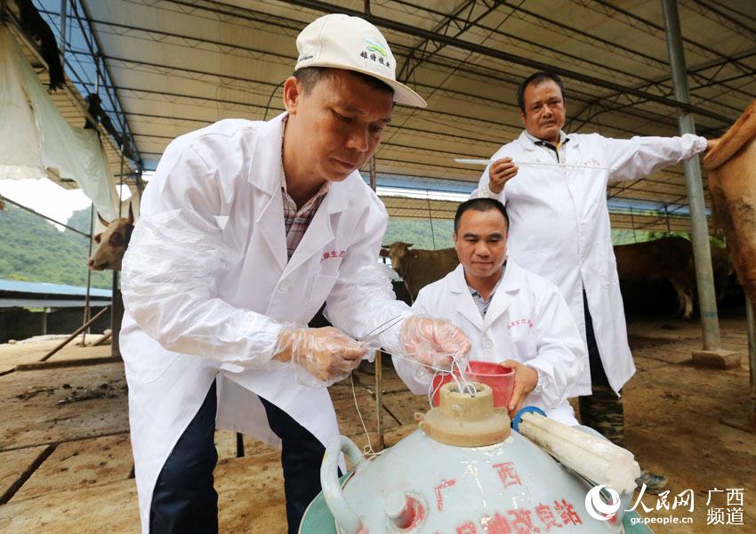 8月10日，在廣西柳州市融安縣泗頂鎮(zhèn)弘康生態(tài)養(yǎng)殖場，工作人員在準備“牛精”為配種期的母牛進行人工配種。（譚凱興-攝）