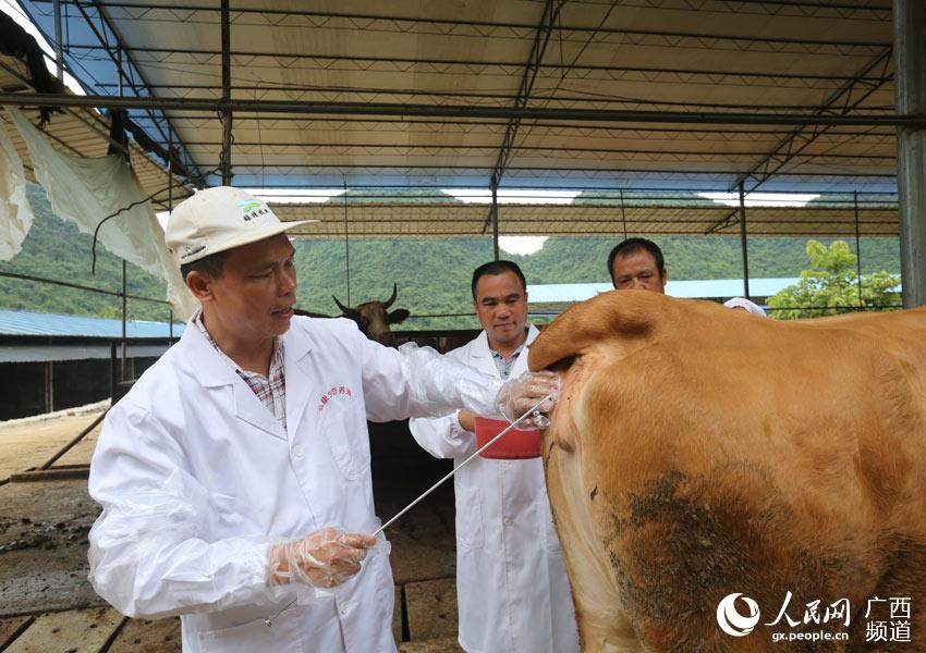 8月10日，在廣西柳州市融安縣泗頂鎮(zhèn)弘康生態(tài)養(yǎng)殖場，工作人員為配種期的母牛進行人工配種。（譚凱興-攝）