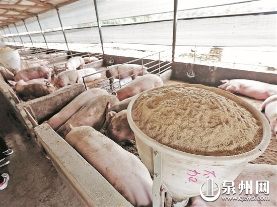 “干式無(wú)臭零排放健康養(yǎng)殖”利用木屑鋪地吸收豬的排泄物,既除臭又可節(jié)約大量水。