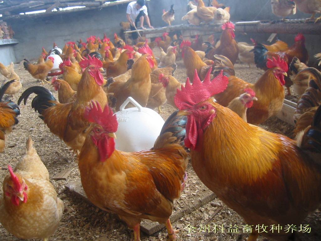 使用益生菌的養(yǎng)雞場.jpg