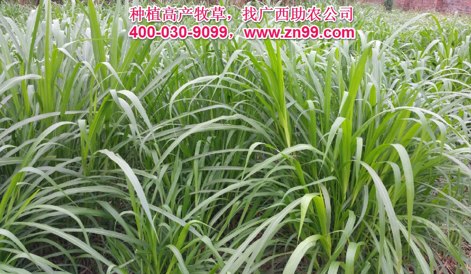 廣西助農2025年優(yōu)質高產牧草品種報價一覽表，種植高產牧草，有效降低養(yǎng)殖成本，提高肉質提高效益！