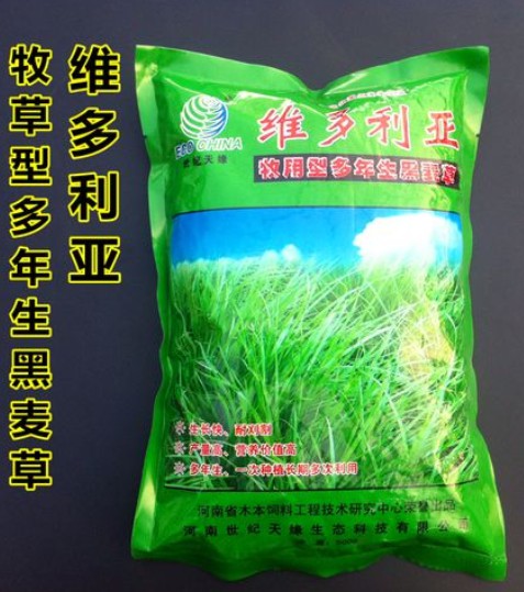 維多利亞多年生黑麥草---優(yōu)質(zhì)飼草、公園、庭園及小型綠地、高速護(hù)坡、河道護(hù)坡牧草