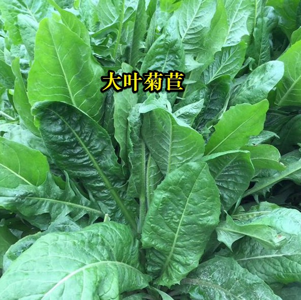 大葉菊苣----高蛋白質(zhì)含量，防畜禽拉稀、止瀉飼草
