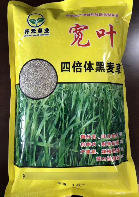 寬葉一年生四倍體黑麥草--耐低溫生長(zhǎng)，秋冬非常優(yōu)質(zhì)的牧草