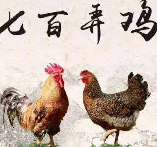 七百弄雞——一吃難忘的優(yōu)質(zhì)肉雞品種，廣西壯族自治區(qū)河池市大化縣特產(chǎn)，全國農(nóng)產(chǎn)品地理標(biāo)志