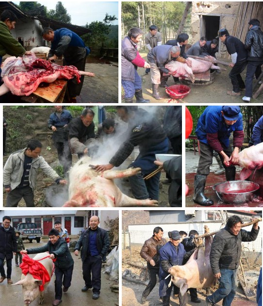年豬——長期供應(yīng)高品質(zhì)年豬，長期采用發(fā)酵牧草與中草藥飼喂，豬肉味自然濃香土味十足
