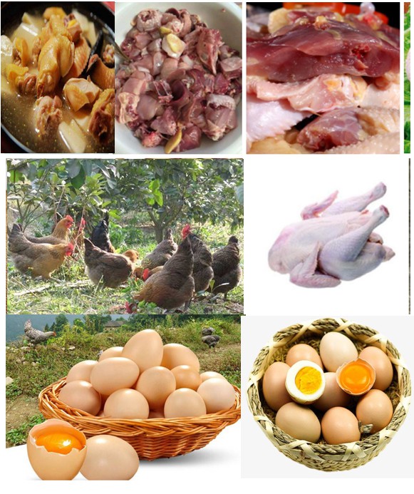 優(yōu)質(zhì)肉雞——采用微生物技術(shù)（發(fā)酵飼料、益生菌保健、中草藥無抗養(yǎng)殖等）放養(yǎng)養(yǎng)殖的各種土雞、閹雞、項雞、老水雞等，肉質(zhì)自然濃香一吃不忘