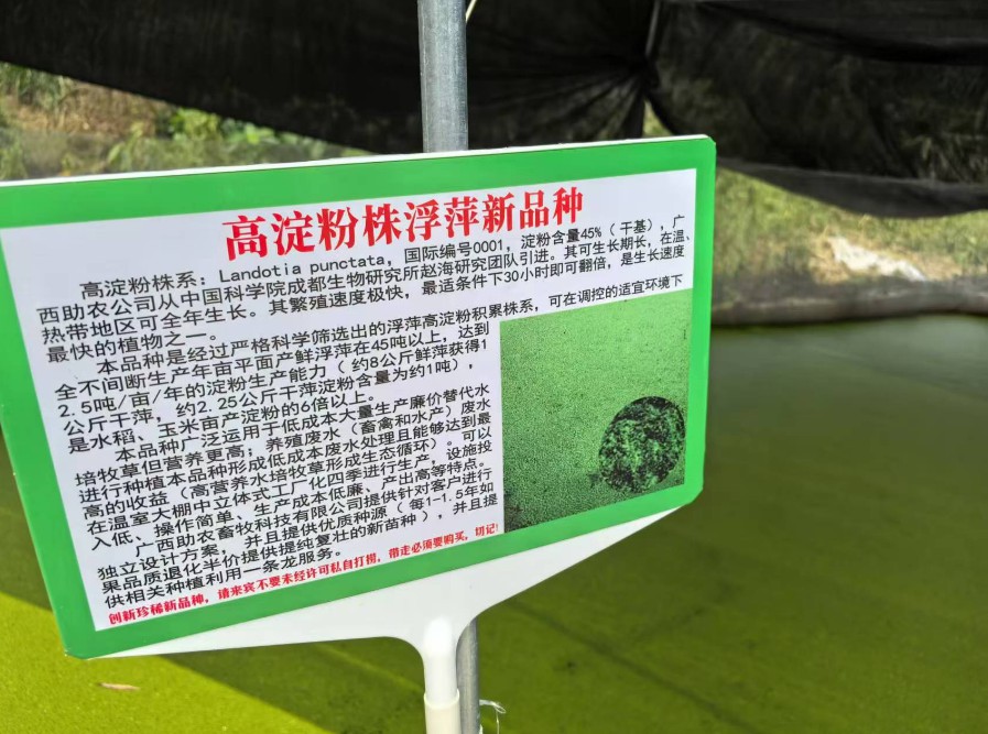 飼料型浮萍新品種：高淀粉株系（紫萍）：Landotia punctata，國(guó)際編號(hào)0001，淀粉含量最高可達(dá)45%