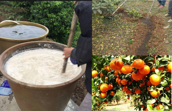 高級果蔬水肥快速發酵劑，水肥專業發酵劑，砂糖桔等高級水果專業快速肥料發酵劑