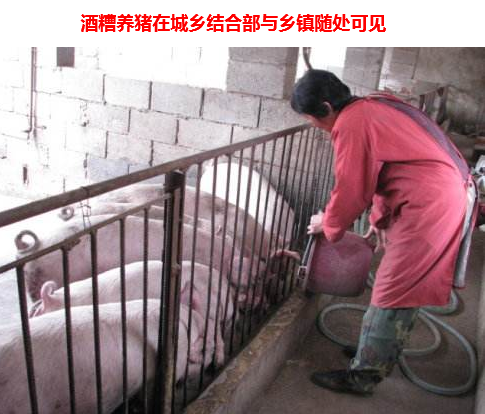 酒糟養豬1.png
