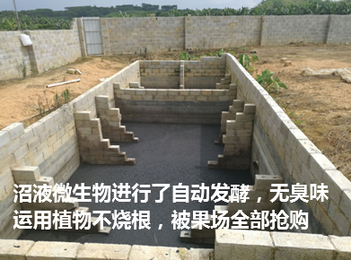 武鳴區(qū)現(xiàn)代生態(tài)豬場5.png