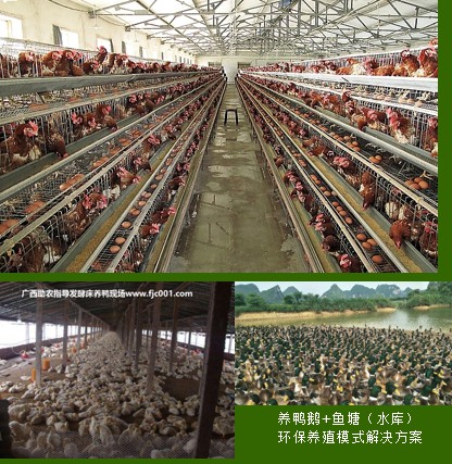 家禽養(yǎng)殖場(chǎng)設(shè)計(jì)建設(shè)2.jpg