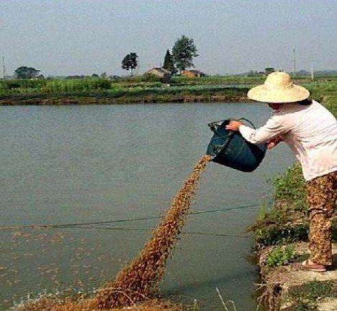 菌糠喂魚(yú)現(xiàn)場(chǎng).jpg