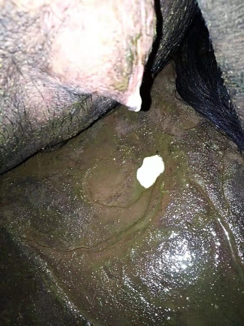 母豬.jpg