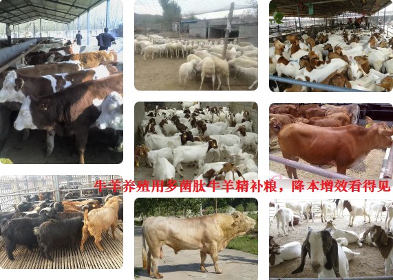 牛羊養殖用多菌肽牛羊精補糧，降本增效看得見.jpg