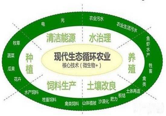 微生物+生態(tài)循環(huán)農(nóng)業(yè)2.jpg