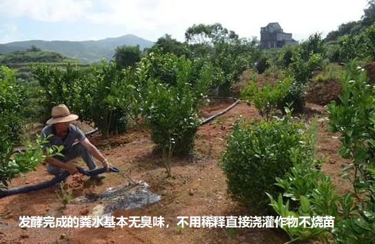 發(fā)酵完成的糞水基本無(wú)臭味，不用稀釋直接澆灌作物不燒苗2.jpg