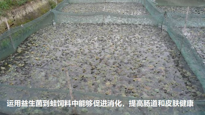 運(yùn)用益生菌到蛙飼料中能夠促進(jìn)消化，提高腸道和皮膚健康.jpg