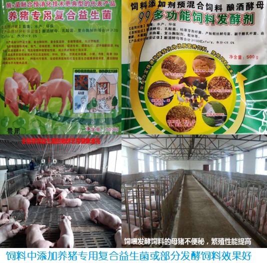 飼料中添加養(yǎng)豬專用復(fù)合益生菌或部分發(fā)酵飼料效果好.jpg