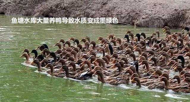 魚塘水庫大量養(yǎng)鴨導致水質(zhì)變成墨綠色.jpg