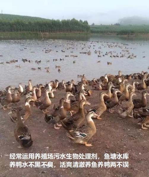 經(jīng)常運用養(yǎng)殖場污水生物處理劑，魚塘水庫養(yǎng)鴨水體不黑不臭1.jpg