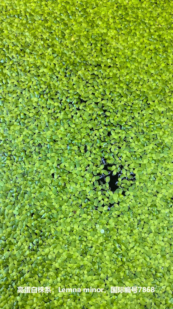 高蛋白株系：Lemna minor，國際編號7868.jpg
