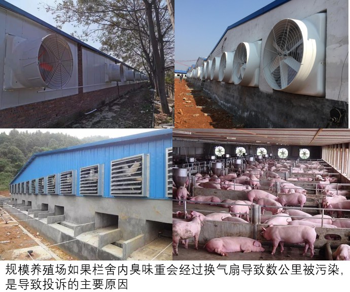 規(guī)模養(yǎng)殖場如果欄舍內臭味重會經過換氣扇導致數公里被污染，是導致投訴的主要原因.jpg