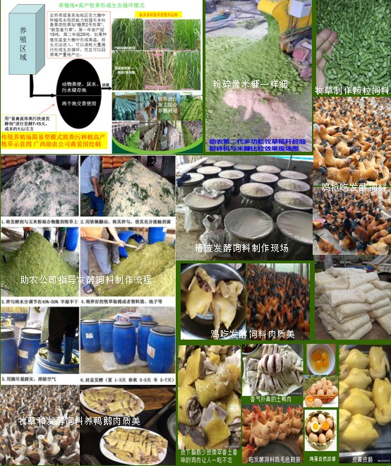 家禽牧草發酵飼料.jpg