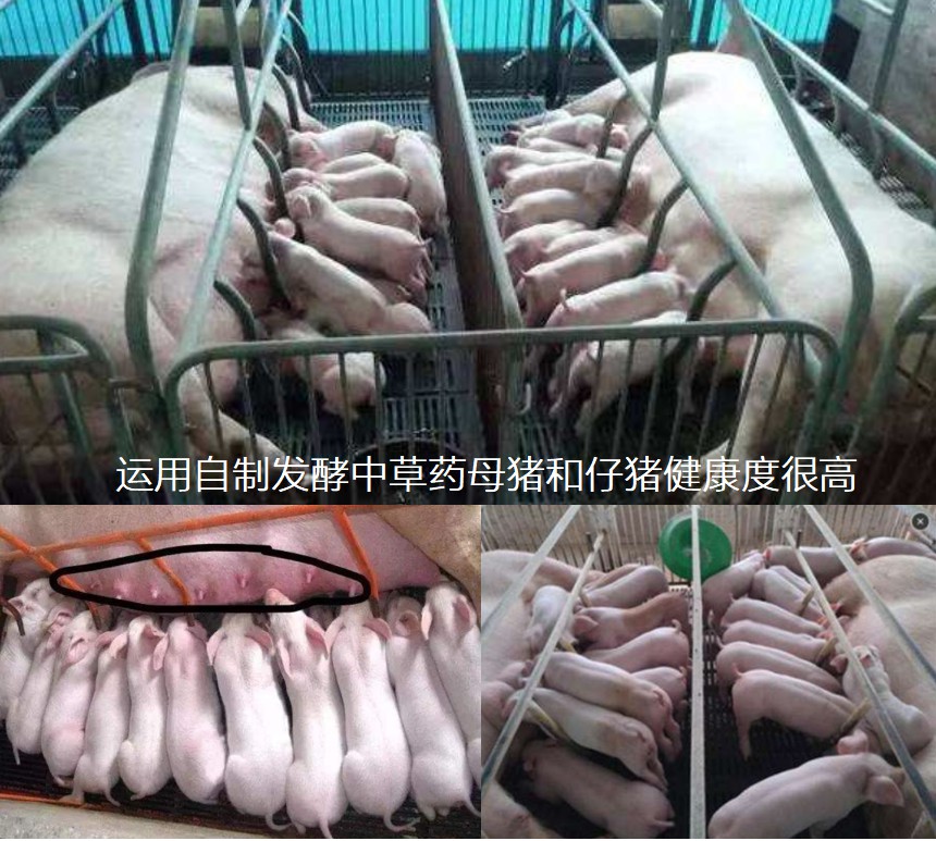 運(yùn)用自制發(fā)酵中草藥母豬和仔豬健康度很高.jpg