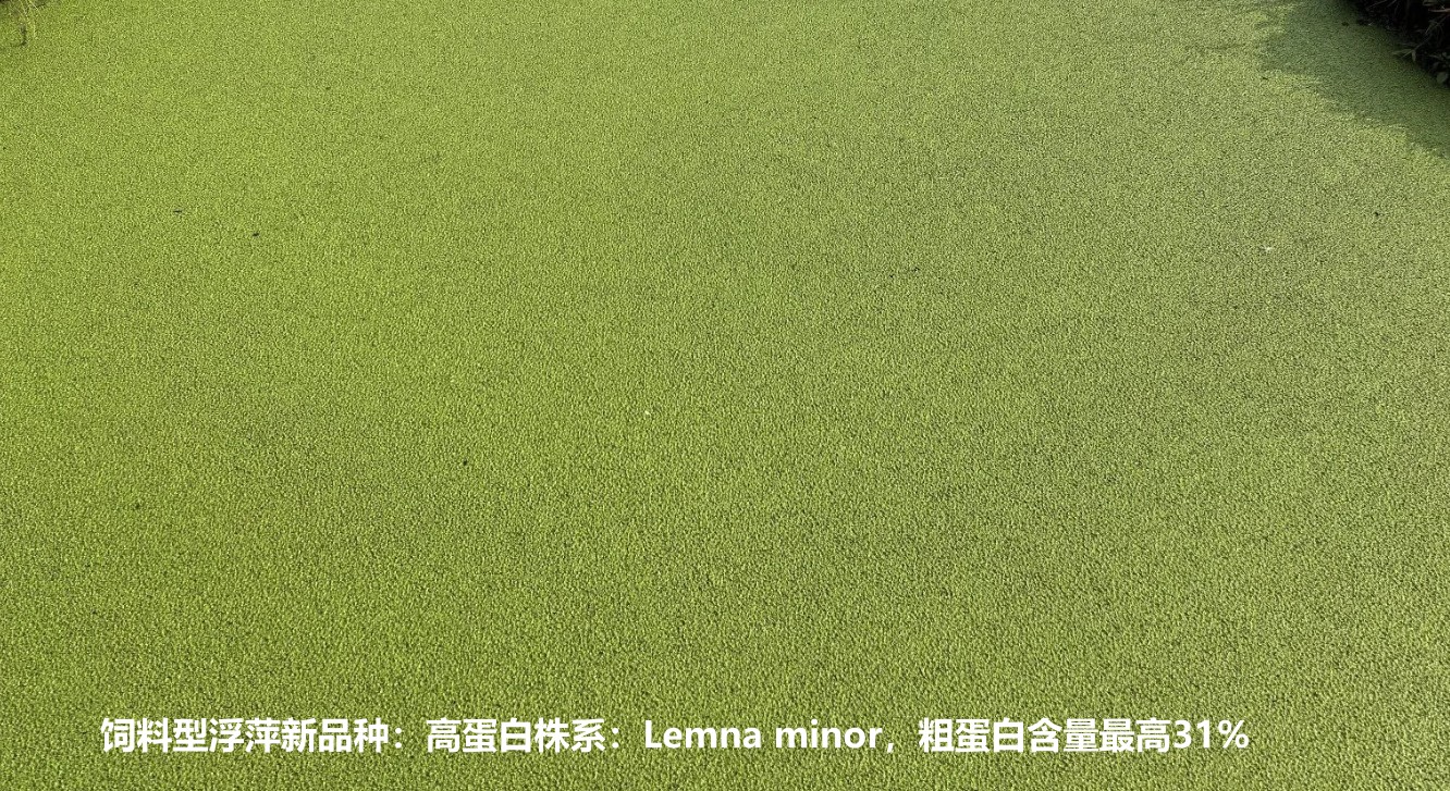 飼料型浮萍新品種：高蛋白株系：Lemna minor，國際編號(hào)7868，粗蛋白含量最高31%.jpg