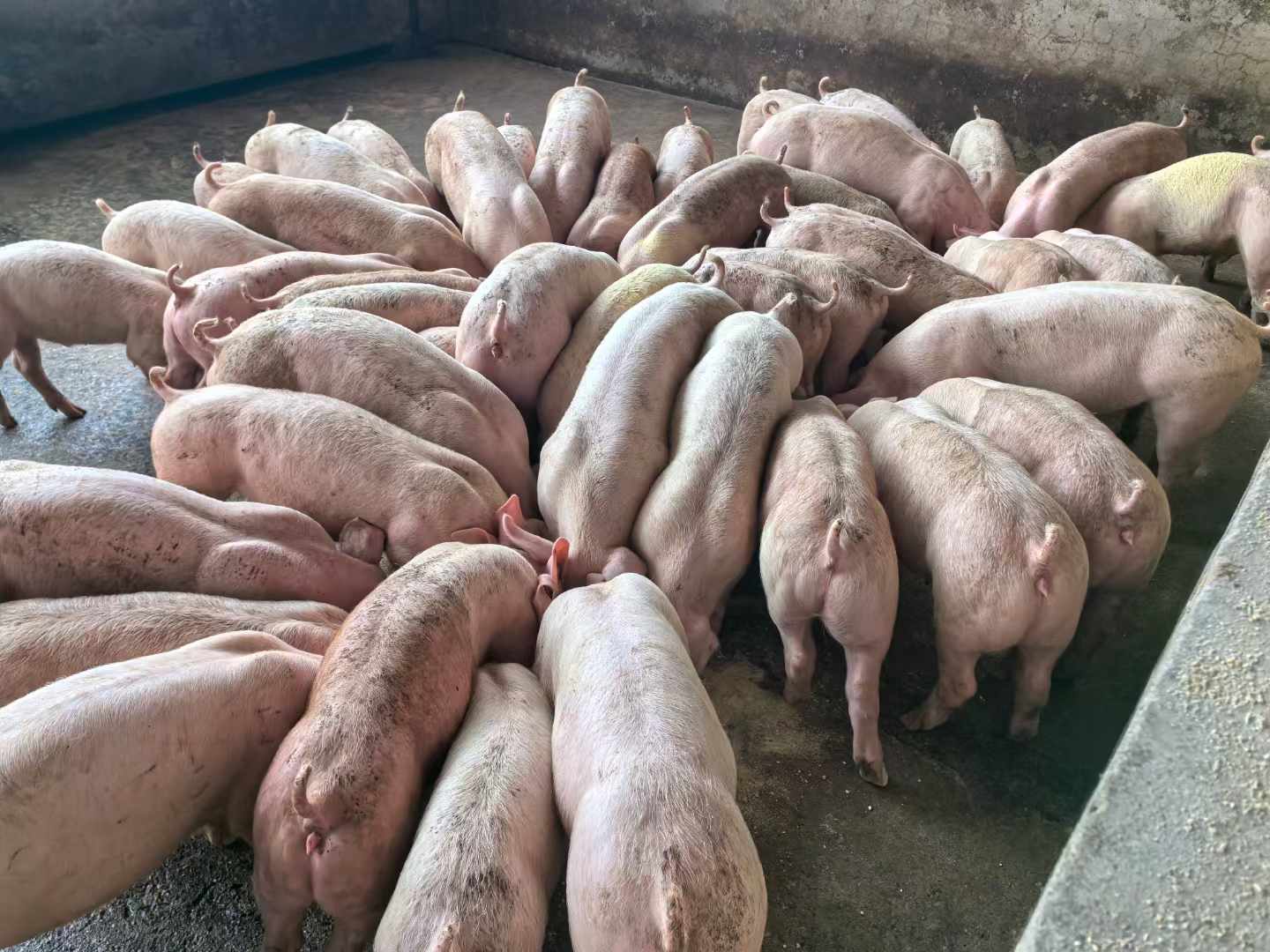 發酵飼料喂豬3.jpg