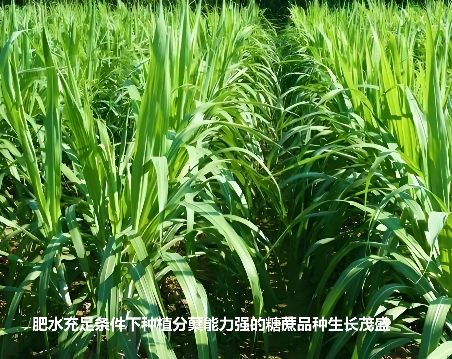 肥水充足條件下種植分蘗能力強的糖蔗品種生長茂盛.jpg