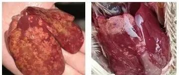 圖片 圖片