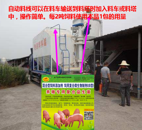 養(yǎng)豬專用復(fù)合益生菌添加到自動(dòng)料線中.png