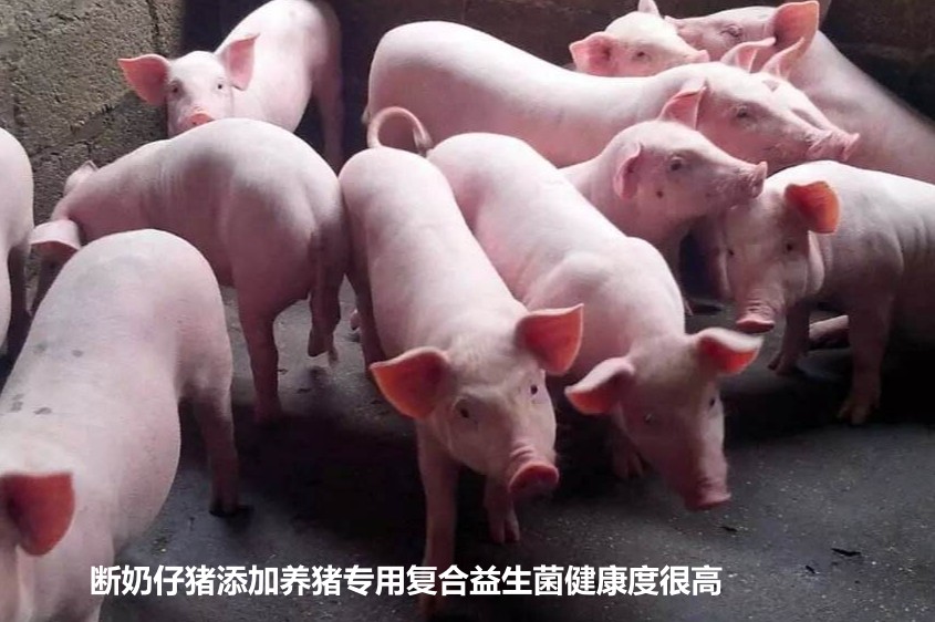 斷奶仔豬添加養(yǎng)豬專用復合益生菌健康度很高.jpg