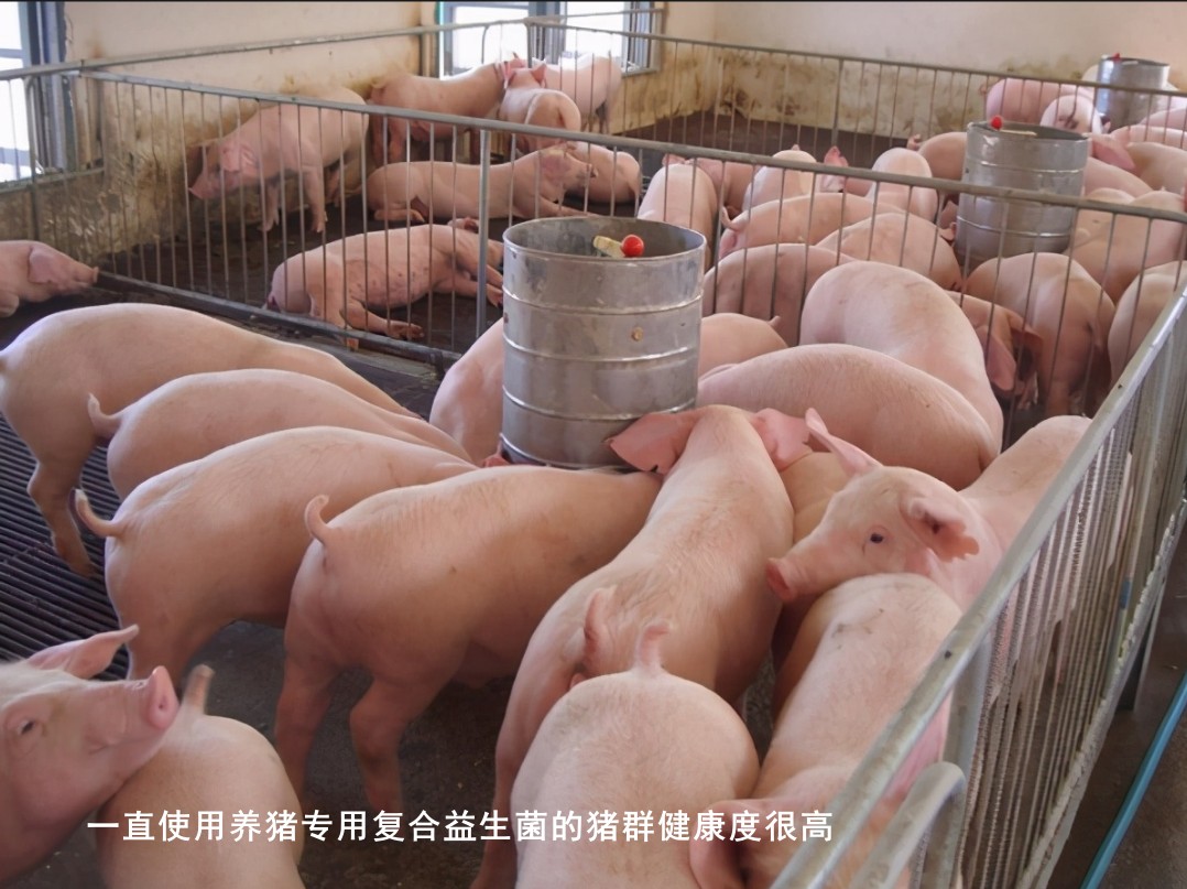 一直使用養(yǎng)豬專用復合益生菌的豬群健康度很高.jpg