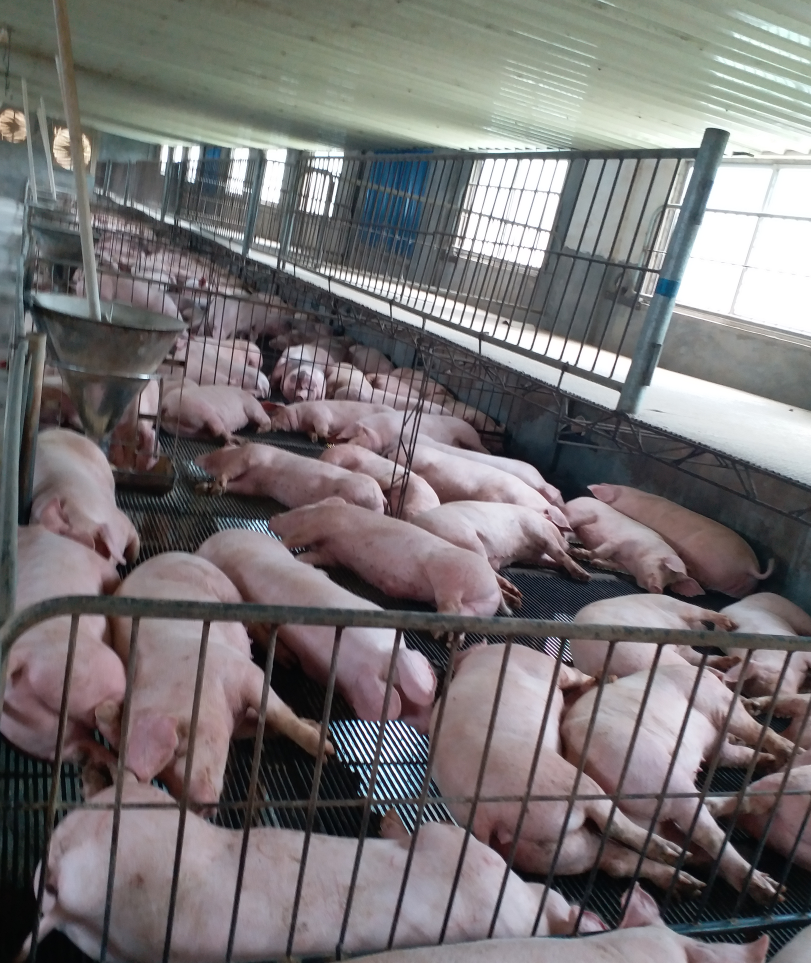 養豬專用復合益生菌4.jpg