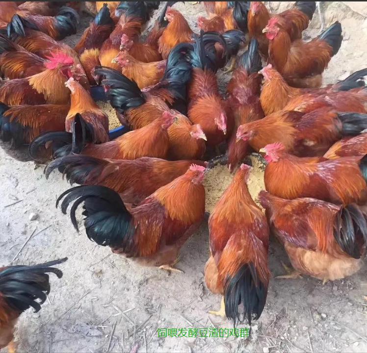 飼養成本4.jpg