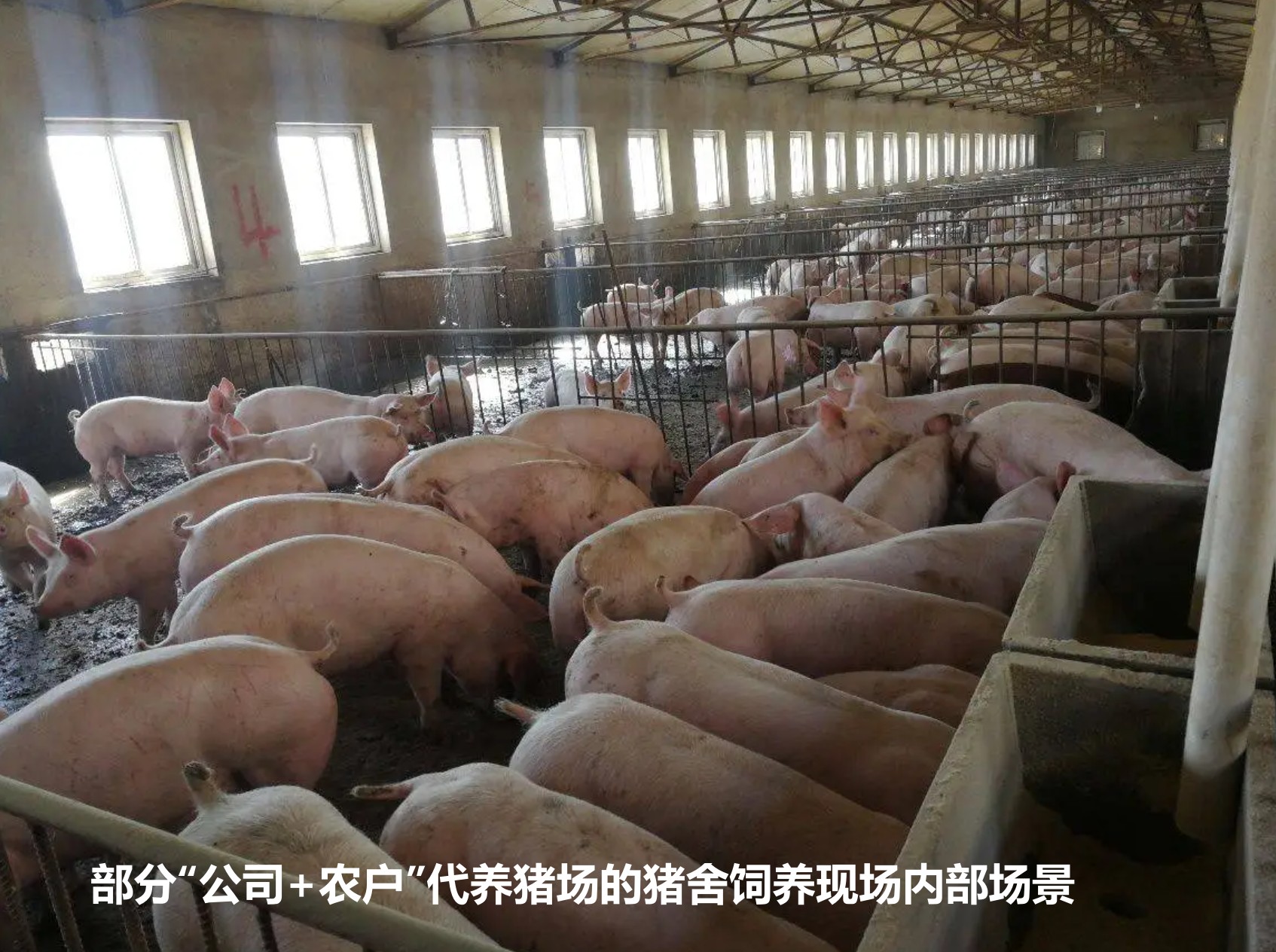 部分“公司+農戶”代養豬場的豬舍飼養現場內部場景.jpg